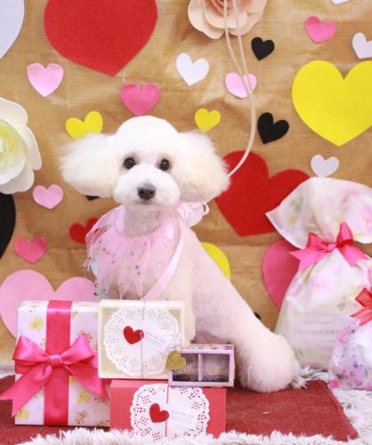 20230203ベラちゃん